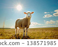 Sheep grazing in open meadow, bright blue sky above 138571985