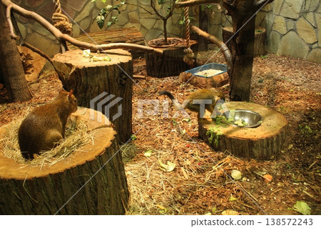 Capuchin monkey watching another monkey eat. Capuchin monkey watching another monkey eat. 138572243