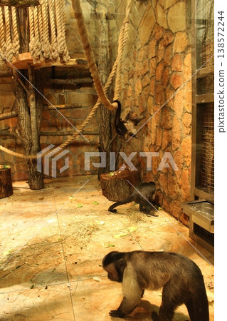 Monkeys in the zoo in the aviary. Imitation of natural conditions. Monkeys in the zoo in the aviary. Imitation of natural conditions. 138572244