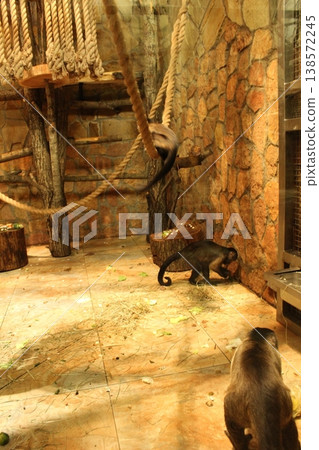 Capuchin monkeys running around frolicking in an enclosure with stumps, branches . Capuchin monkeys running around frolicking in an enclosure with stumps, branches . 138572245