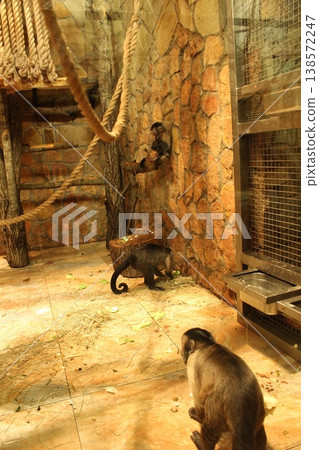 Capuchin monkeys running around frolicking in an enclosure with stumps, branches and a wall. Capuchin monkeys running around frolicking in an enclosure with stumps, branches and a wall. 138572247