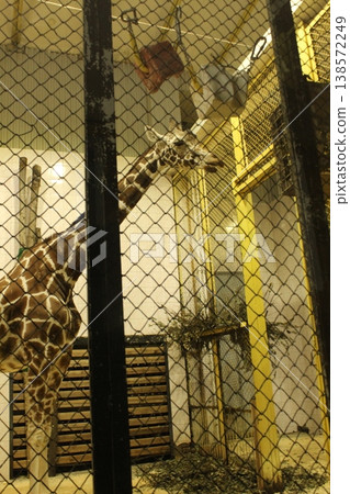 Giraffe behind a fence mesh close-up. Wild Animals in the Zoo. Giraffe behind a fence mesh close-up. Wild Animals in the Zoo. 138572249