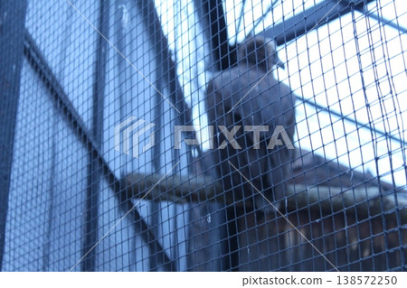 A bird behind bars with a net. cages for birds in the zoo nursery behind a mesh fence. 138572250