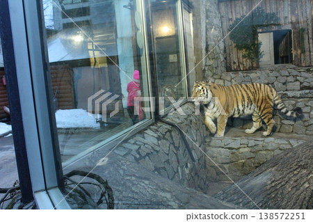 A tiger walks around its cage in the zoo. side view. 138572251