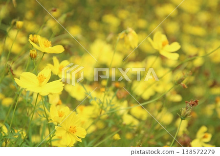 波斯菊（秋季花卉）12 138572279