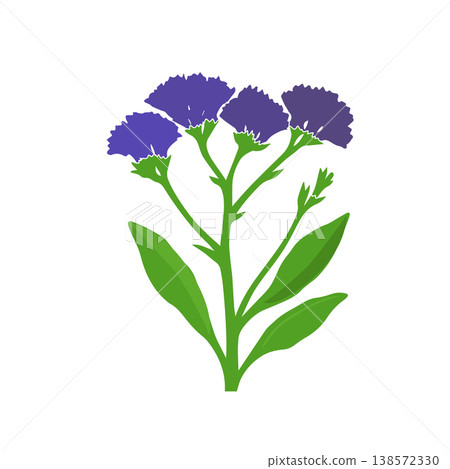 Perez s sea lavender Limonium perezii , blue statice flower, isolated image, flowering plant, ornamental greenery, coastal flora, botanical illustration, vector illustration. Perez s sea lavender Limonium perezii , blue statice flower, isolated image, flowering plant, ornamental greenery, coastal flora, botanical illustration, vector illustration. 138572330