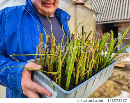 A gardener holds a tray with rose stem cuttings planted in the soil, ready to propagate and develop roots. Hands close-up, fresh green shoots and earthworks in the garden.. A gardener holds a tray with rose stem cuttings planted in the soil, ready to propagate and develop roots. Hands close-up, fresh green shoots and earthworks in the garden.. 138572387