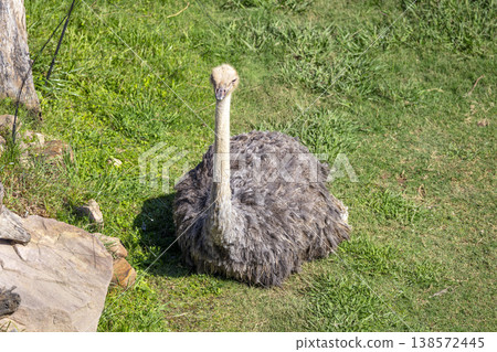 Photograph of an Ostrich sitting in a grassy field in the sunshine Photograph of an Ostrich sitting in a grassy field in the sunshine 138572445