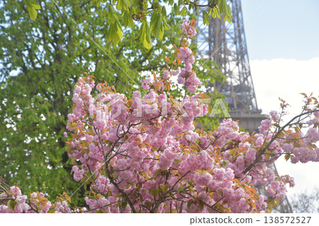 Cherry blossoms and the Eiffel Tower from Trocadéro Square, Paris, March 30, 2026 138572527