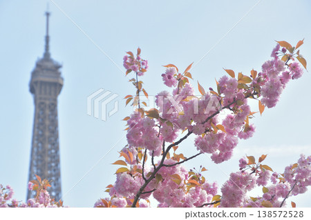 Cherry blossoms and the Eiffel Tower from Trocadéro Square, Paris, March 30, 2026 138572528