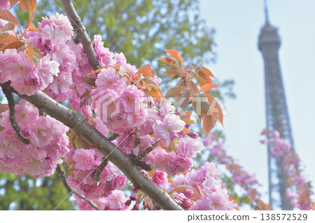 Cherry blossoms and the Eiffel Tower from Trocadéro Square, Paris, March 30, 2026 138572529