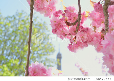 Cherry blossoms and the Eiffel Tower from Trocadéro Square, Paris, March 30, 2026 138572537