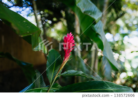 Tropical red flower in Mauritius jungle with lush green foliage background. Tropical red flower in Mauritius jungle with lush green foliage background. 138572606