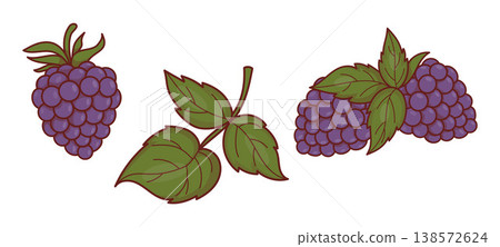 Ripe Blackberries and Branches. Isolated Forest Berry Fruit Clipart. Eco-friendly Natural Botanical Garden Element Set. Vector Illustration. 138572624