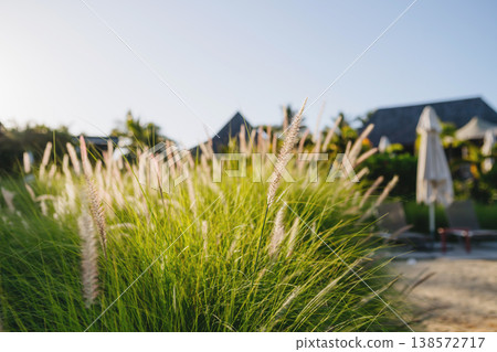 Tropical ornamental grass with soft seed heads near beach resort. Tropical ornamental grass with soft seed heads near beach resort. 138572717