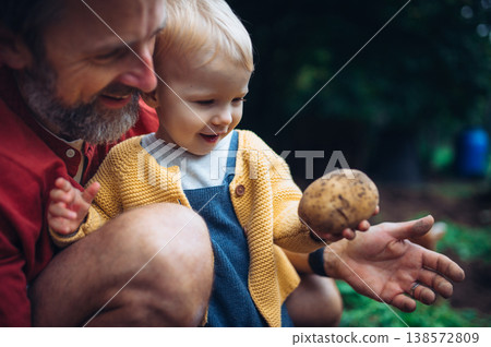 Father showing little daughter potatoes harvested from garden. Father showing little daughter potatoes harvested from garden. 138572809