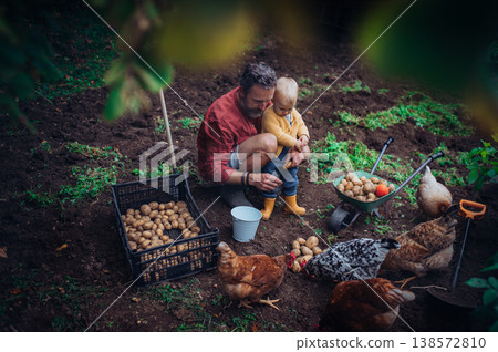 Father and little daughter harvesting potatoes together in garden. Father and little daughter harvesting potatoes together in garden. 138572810