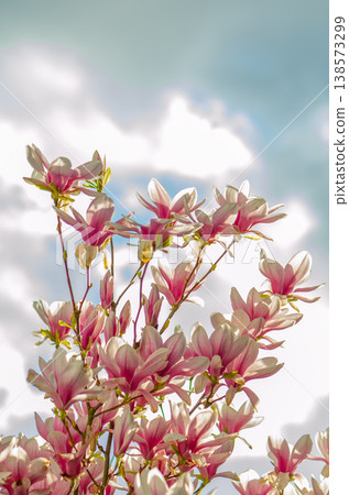 Close up of blooming magnolia with pink petals against cloudy sky 138573299
