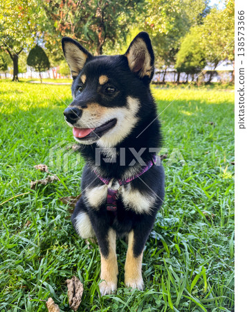An adorable black Shiba Inu dog sits on the bright green grass in a park on a sunny day. An adorable black Shiba Inu dog sits on the bright green grass in a park on a sunny day. 138573366