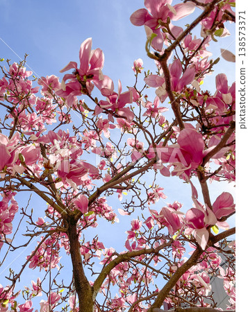 Blooming pink magnolia tree against blue sky, spring floral background Blooming pink magnolia tree against blue sky, spring floral background 138573371