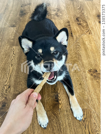 A black Shiba Inu dog chews on a toothbrush-shaped treat at home on a wooden floor. A black Shiba Inu dog chews on a toothbrush-shaped treat at home on a wooden floor. 138573375