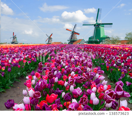 dutch windmills over tulips dutch windmills over tulips 138573623