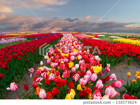 Dutch multicolored tulip fields in sunny day Dutch multicolored tulip fields in sunny day 138573624