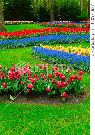 Dutch orange tulip fields in sunny day Dutch orange tulip fields in sunny day 138573637
