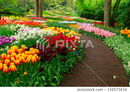 The path through a vibrant tulip garden in full bloom during the delightful spring season is breathtaking The path through a vibrant tulip garden in full bloom during the delightful spring season is breathtaking 138573638