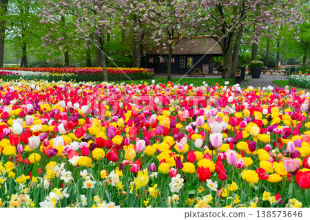 Dutch orange tulip fields in sunny day Dutch orange tulip fields in sunny day 138573646
