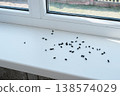 Cluster flies (Musca domestica): grass flies or attic flies on a windowsill, insecticide treatment 138574029