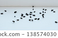Cluster flies (Musca domestica): grass flies or attic flies on a windowsill, insecticide treatment 138574030