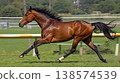 Horse racing, Thoroughbreds 138574539