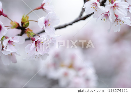 Sakura I saw someday Sakura I saw someday 138574551