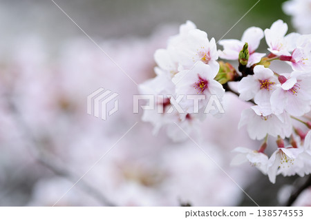 Sakura I saw someday Sakura I saw someday 138574553