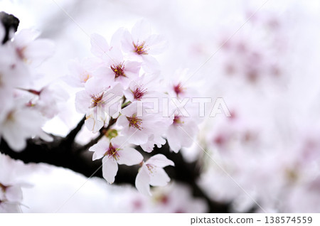 Sakura I saw someday Sakura I saw someday 138574559