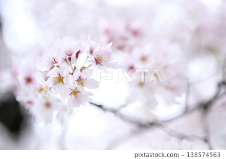 Sakura I saw someday 138574563