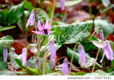Dogtooth violet flowers blooming in clusters in the spring woods 138574581