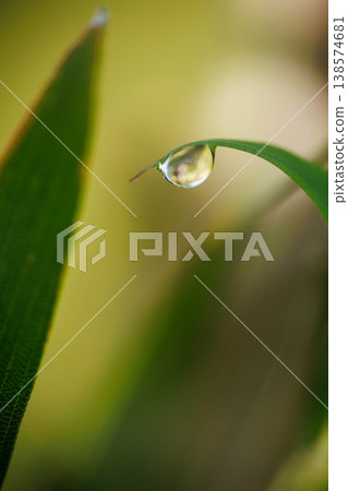 雨後的葉子上的水滴 雨後的葉子上的水滴 138574681