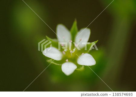 Delicate chickweed flowers blooming in the field 138574693