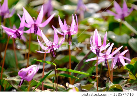 The delicate dogtooth violet, known as the "fairy of spring," is in bloom. The delicate dogtooth violet, known as the "fairy of spring," is in bloom. 138574716