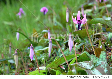 Dogtooth violet flowers blooming in the spring woods 138574721