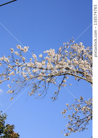 Cherry blossoms in full bloom shining in the blue sky 138574765