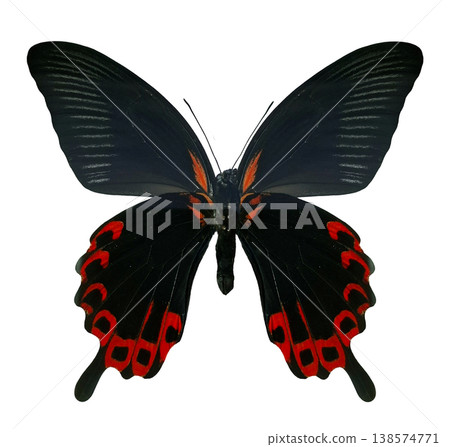 A black red butterfly known as Papilio deiphobus sits alone on a white surface. The butterfly shows its wide wings with clear colors visible under good lighting. A black red butterfly known as Papilio deiphobus sits alone on a white surface. The butterfly shows its wide wings with clear colors visible under good lighting. 138574771