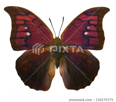 A purple violet butterfly Anaea tyrianthina rests on a white background. The butterfly displays its wings wide open, showing patterns and colors. It is isolated to highlight features clearly. 138574775