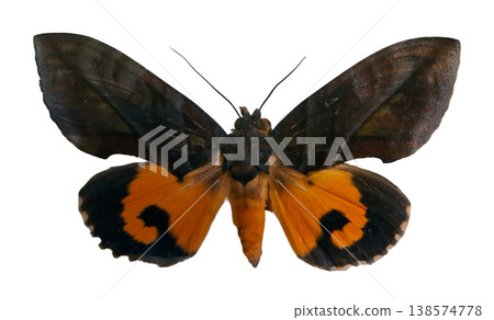 A yellow moth of the Eudocima genus is displayed with its wings spread wide. The moth stands out against a white background, revealing its patterns and features clearly. A yellow moth of the Eudocima genus is displayed with its wings spread wide. The moth stands out against a white background, revealing its patterns and features clearly. 138574778