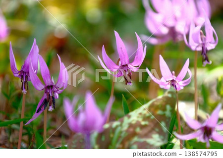 The delicate dogtooth violet, known as the "fairy of spring," is in bloom. 138574795