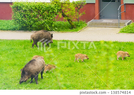 Wild boar family walking on grass in urban area. Wild life and modern city Wild boar family walking on grass in urban area. Wild life and modern city 138574814