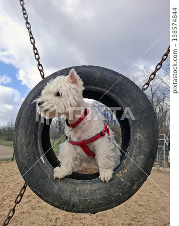 A West Highland White Terrier is looking out from a black rubber tire swing in a dog training area. The scene shows clear skies and a playground designed for dogs. A West Highland White Terrier is looking out from a black rubber tire swing in a dog training area. The scene shows clear skies and a playground designed for dogs. 138574844