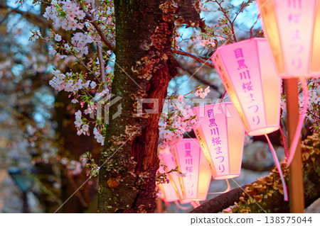 Cherry blossoms of Meguro River Cherry blossoms of Meguro River 138575044